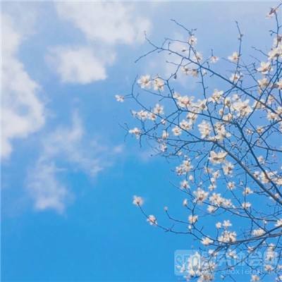 美伊15项停火方案引爆市场！亚太股市狂欢，黄金急拉原油跳水